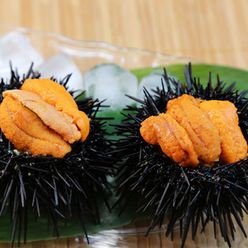 Sea Urchin